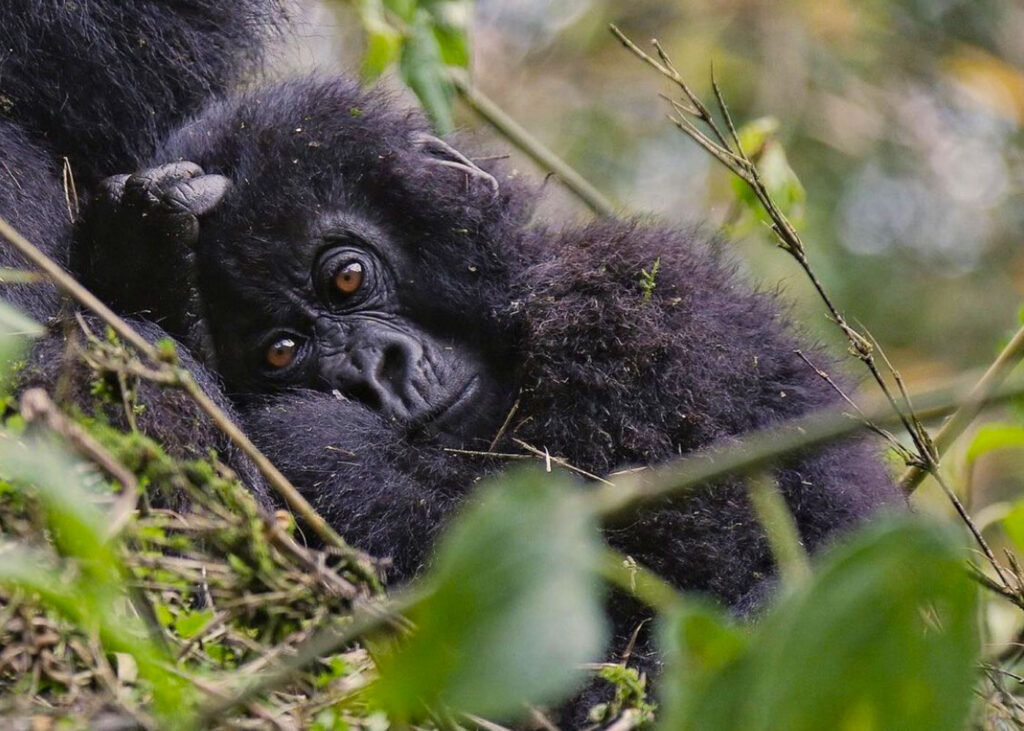 3-days-rwanda-gorilla-safari