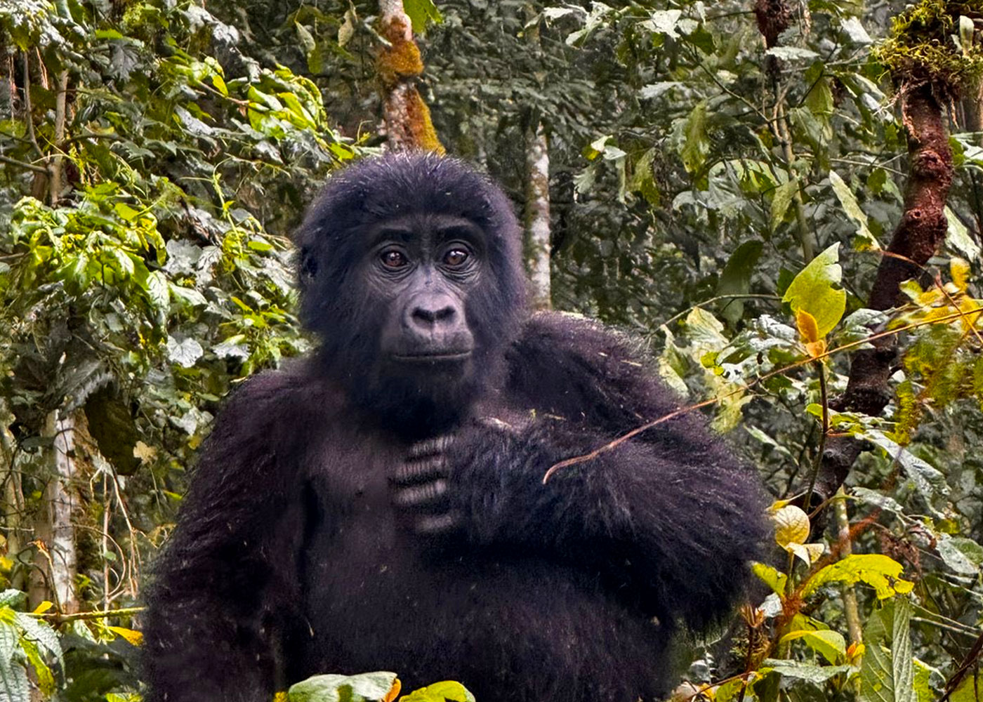 5-days-gorillas-golden-monkey-trek-rwanda