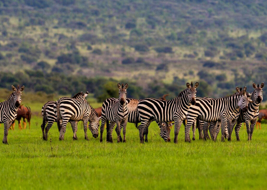 akagera-national-park