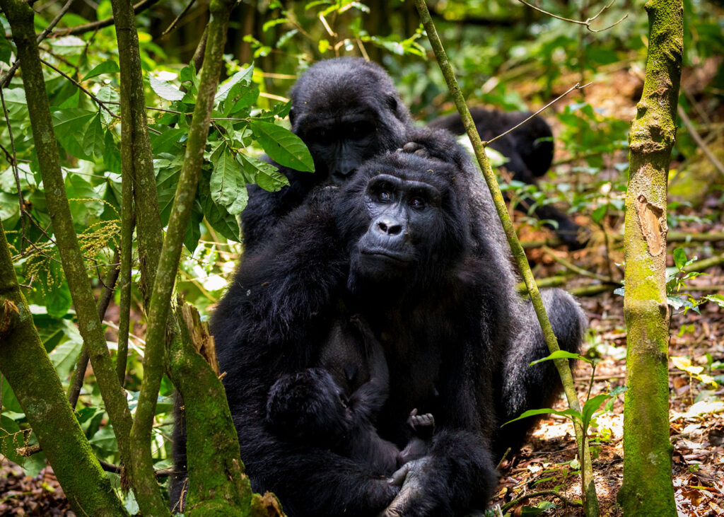 bwindi-impenetrable-forest-national-park