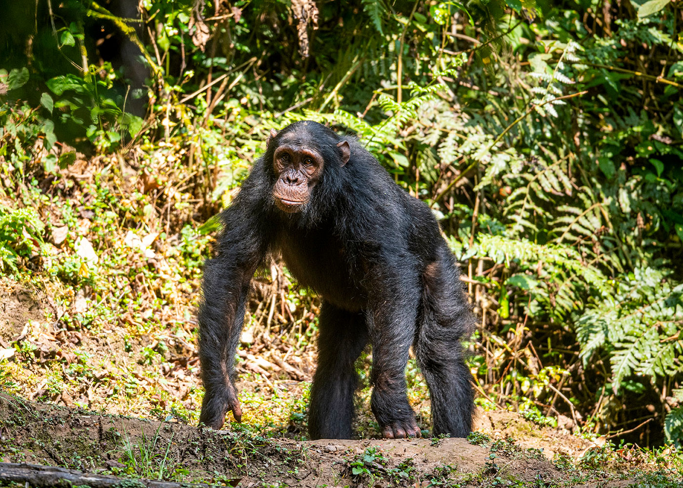 chimpanzee-in-nyungwe-forest-national-park