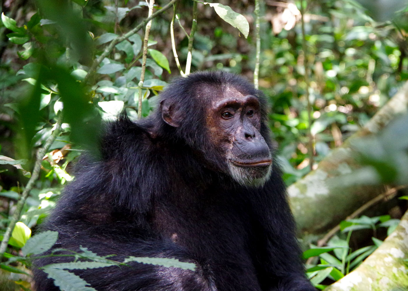 kibale-forests-national-park