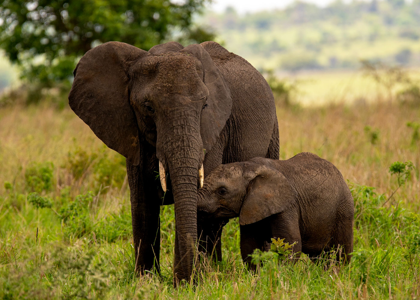 kidepo-valley-national-park