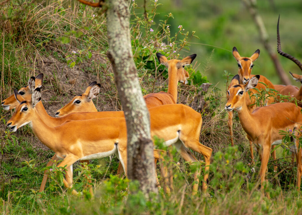 lake-mburo-national-park