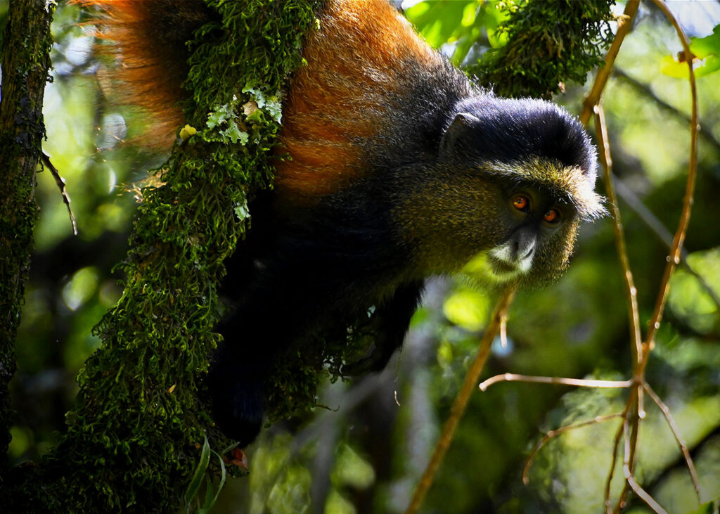 mgahinga-gorilla-national-park