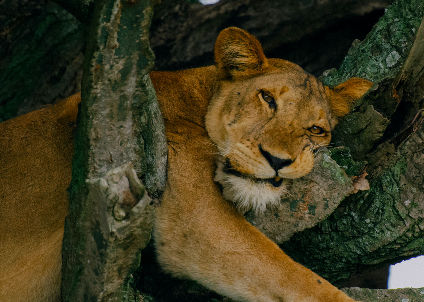 queen-elizabeth-national-park