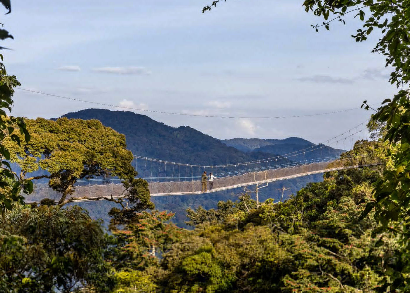 canopy-walk-in-nyungwe