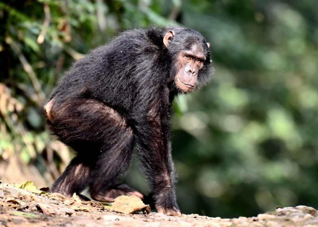 chimpanzee-safari-in-nyungwe