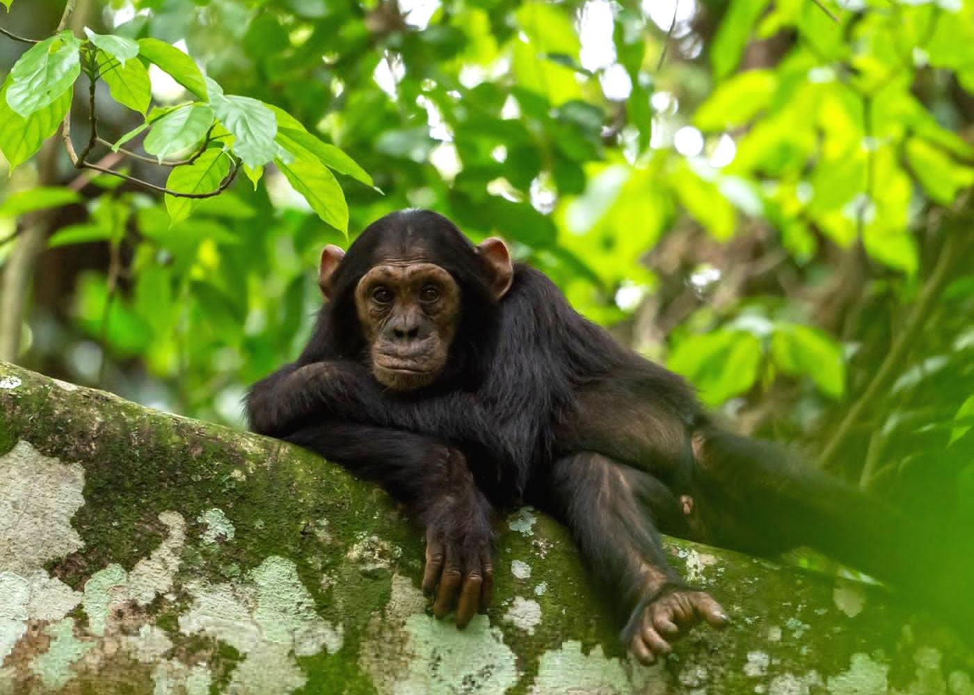 chimpanzee-trek-in-kibale-forest