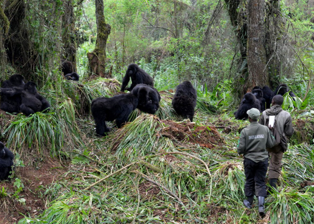 dian-fossey-trek-in-rwanda