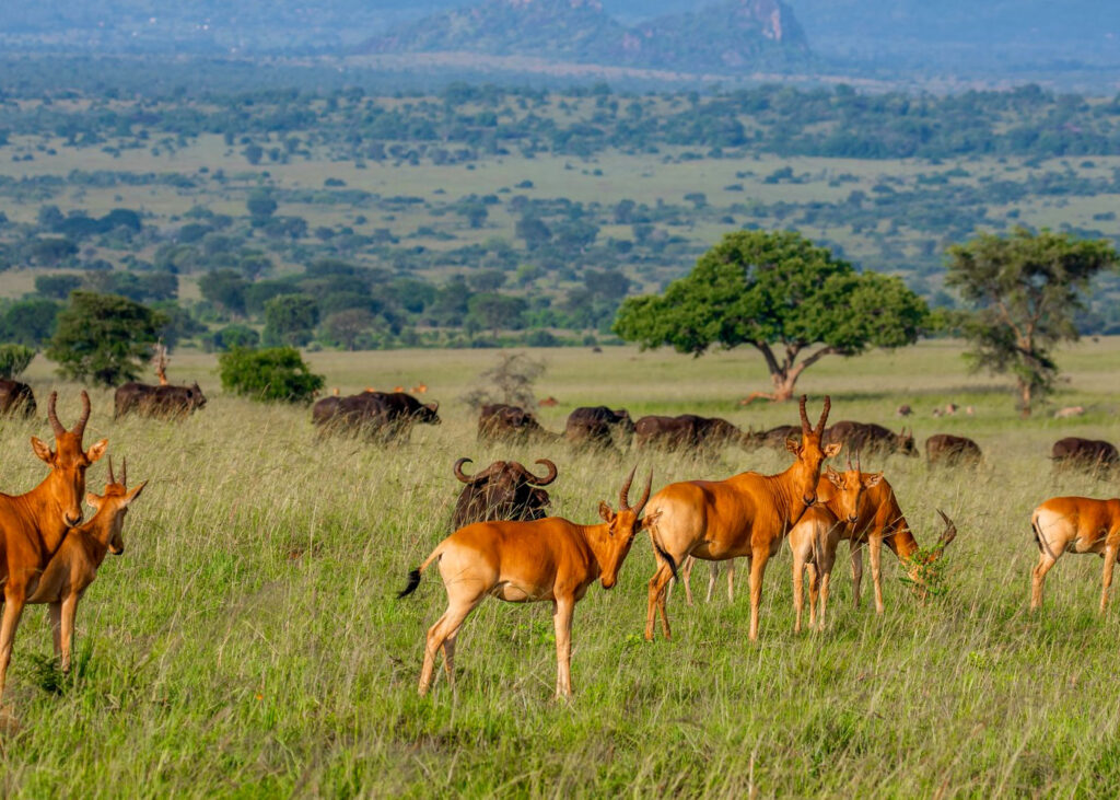 game-safaris-in-uganda