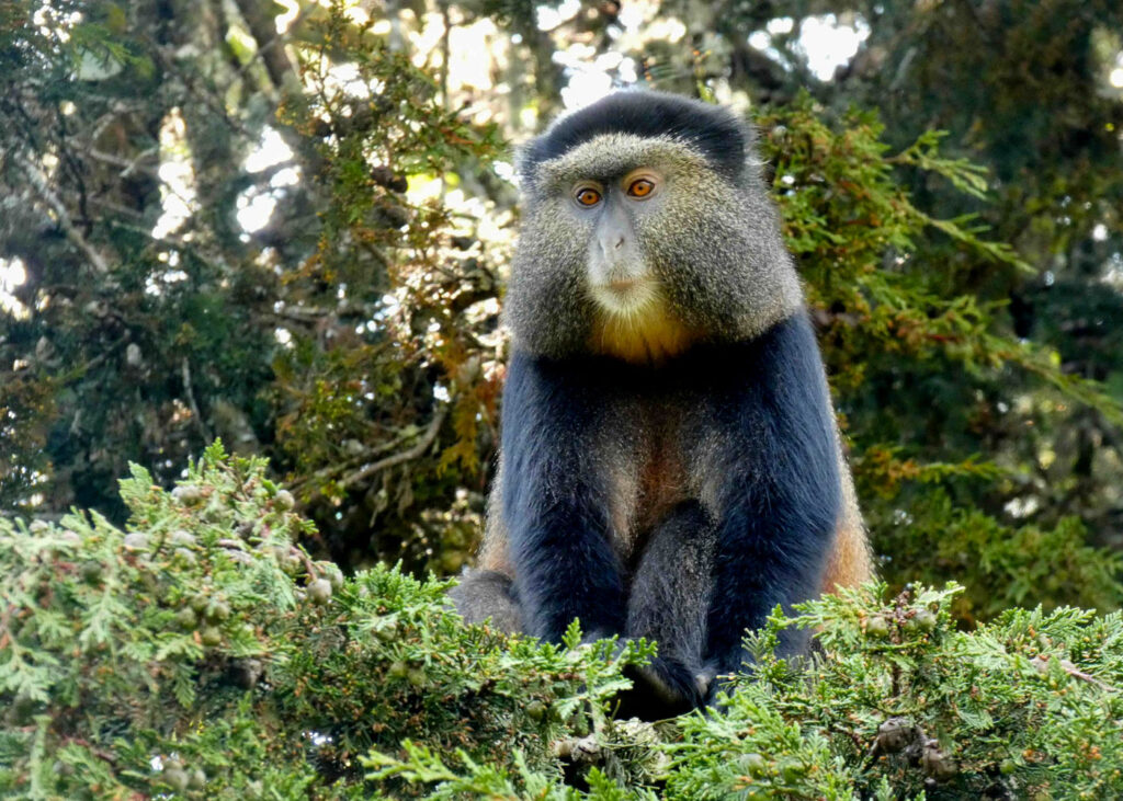 golden-monkey-trekking