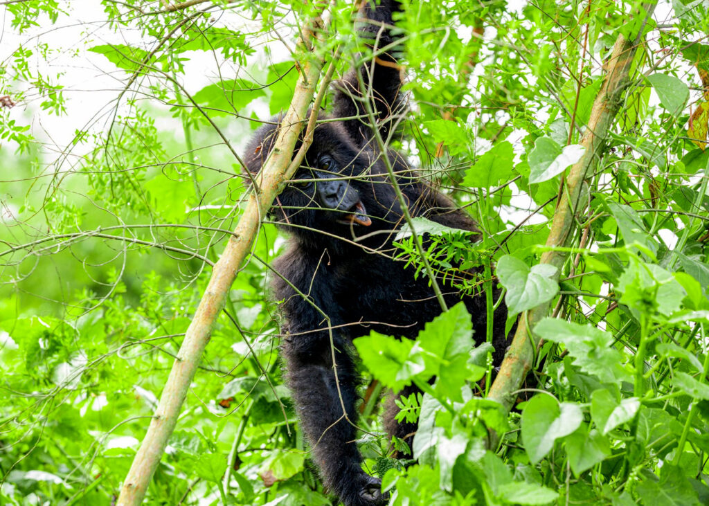 gorilla-habituation-in-bwindi-forest