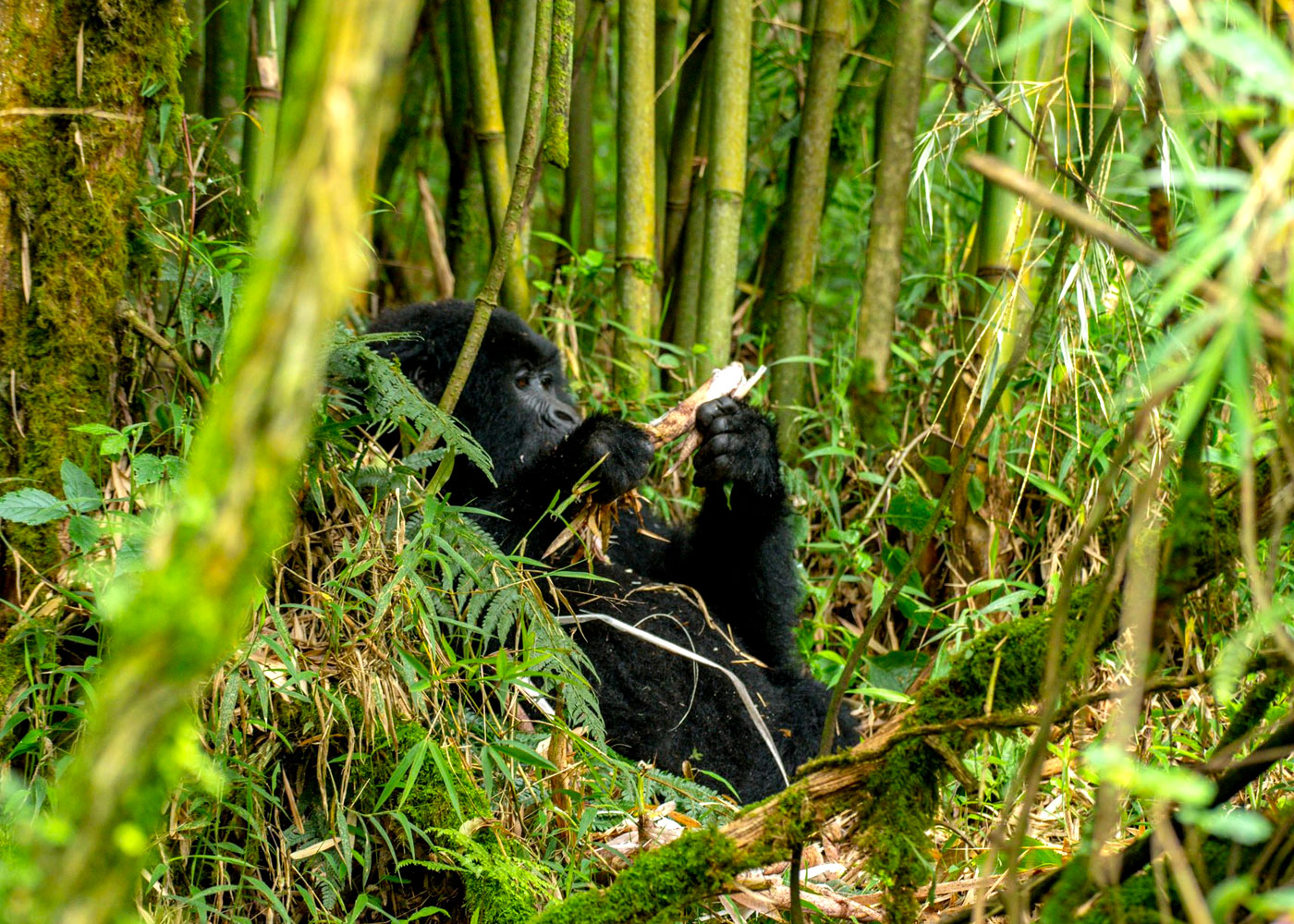 gorilla-trekking-in-rwanda