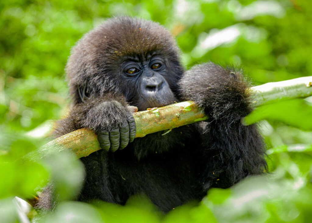 gorilla-trekking-in-uganda