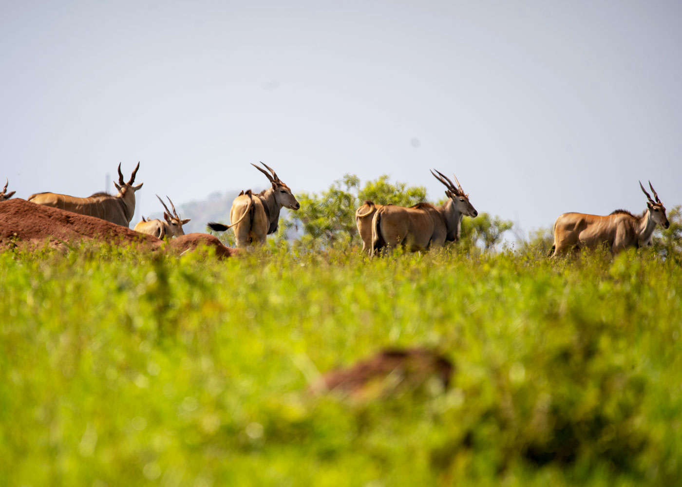 5-days-kidepo-flying-luxury-safari