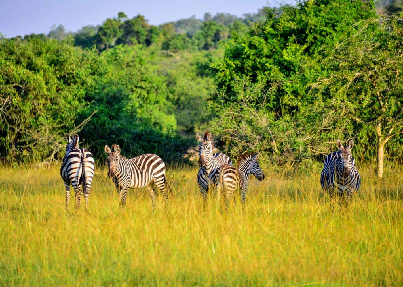 6-days-lake-mburo-gorillas-in-uganda