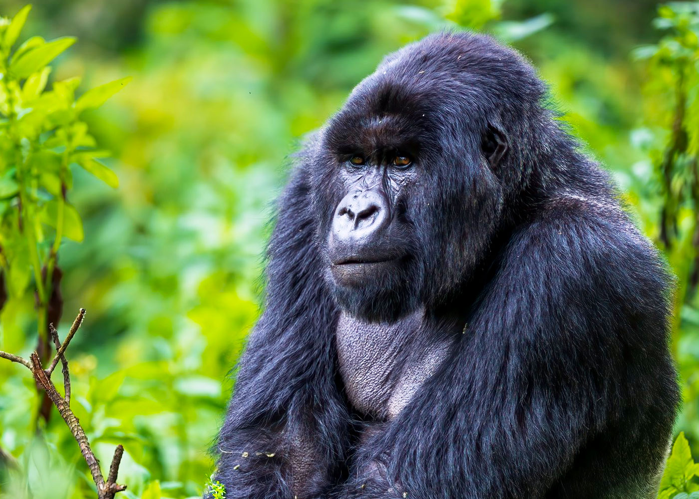 6-days-rwanda-uganda-gorilla-trek