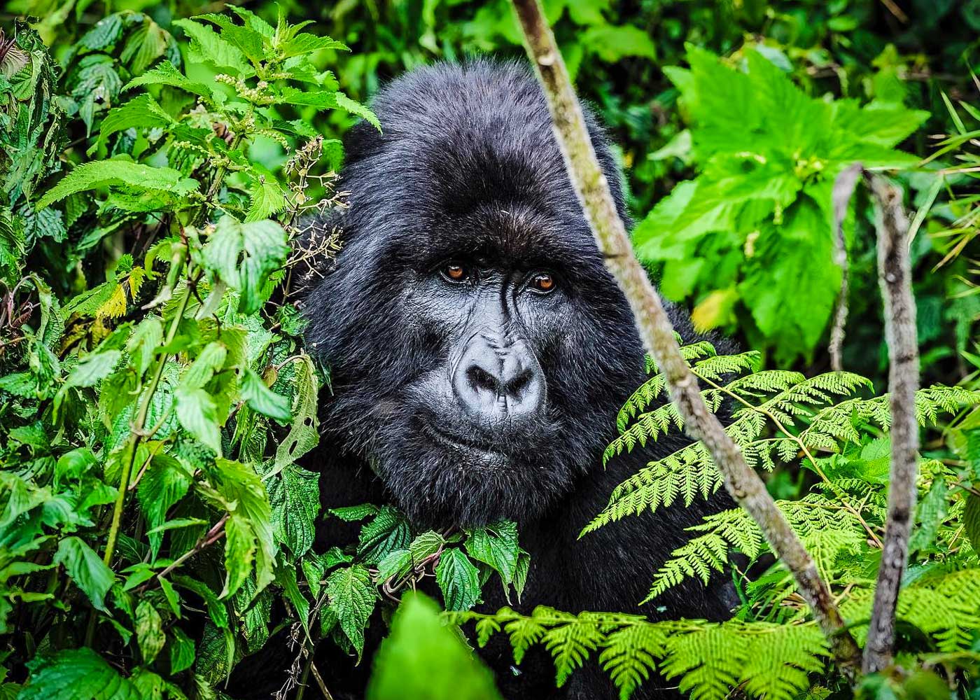 8-days-4-times-gorilla-trek-uganda-and-rwanda