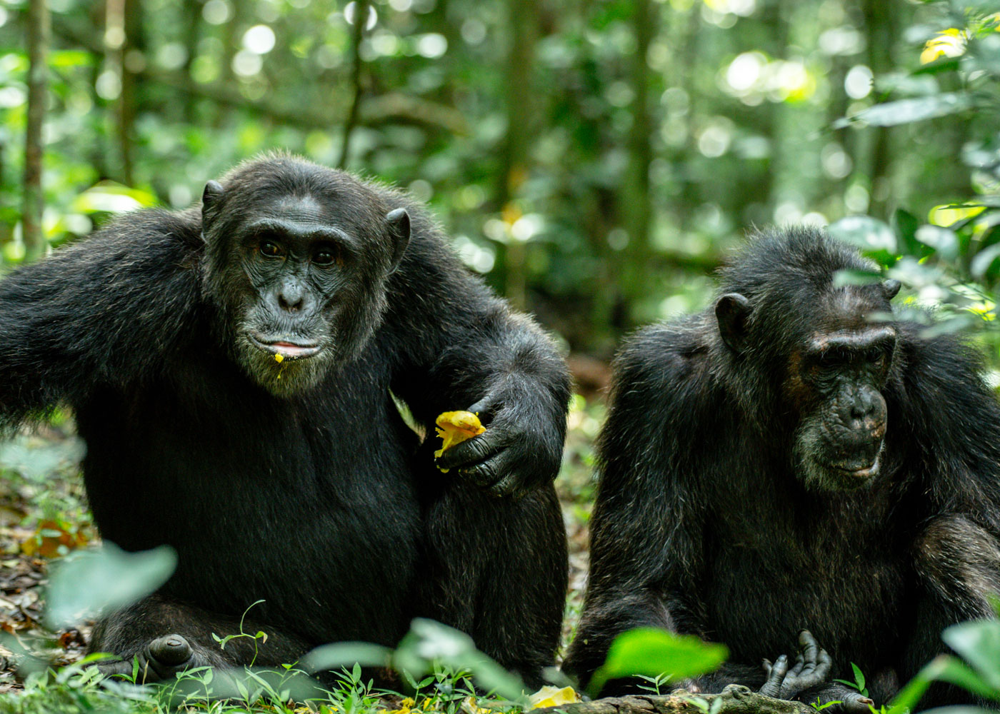 8-days-wildlife-primates-uganda-rwanda