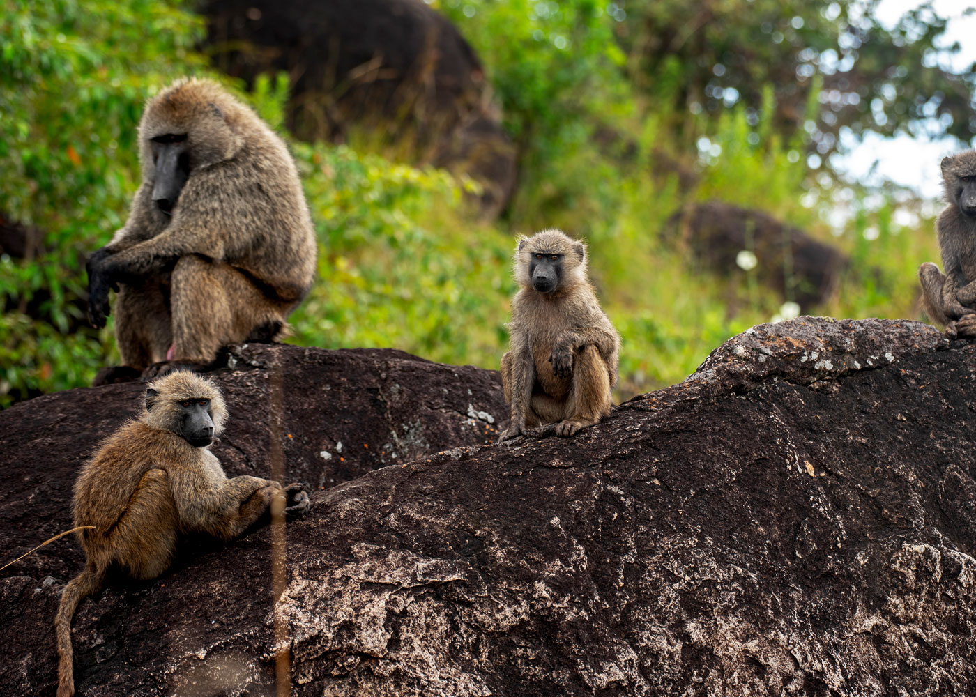 9-days-kidepo-murchison-falls-kibale-chimpanzees