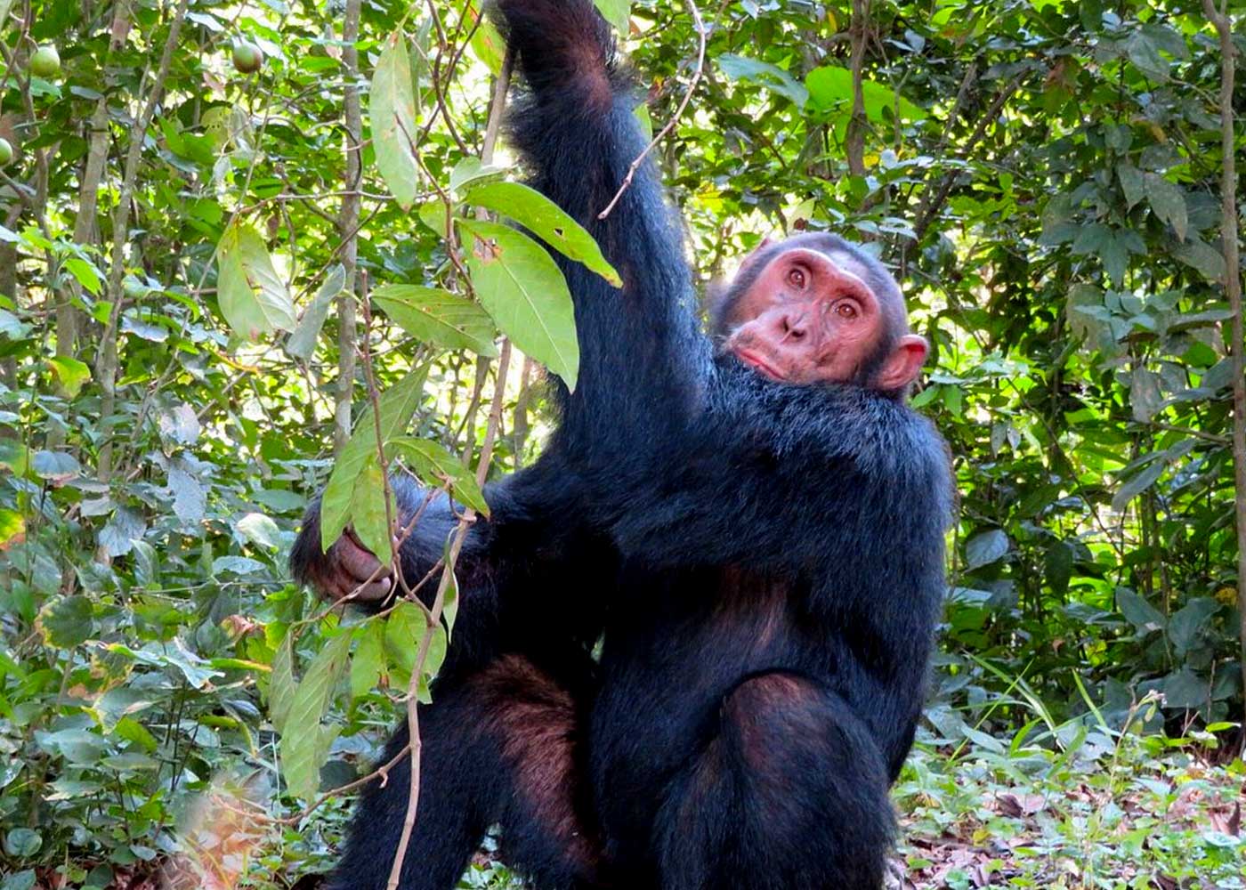 chimpanzee-viewing-in-kyambura-gorge-reserve