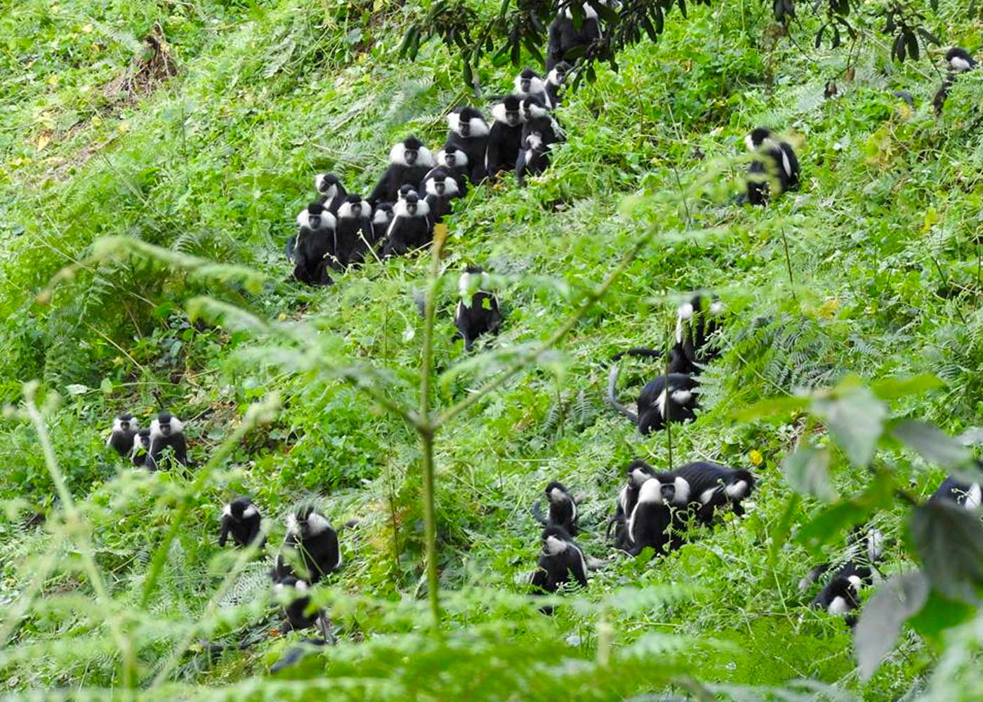 colobus-monkey-trekking-in-nyungwe-forest