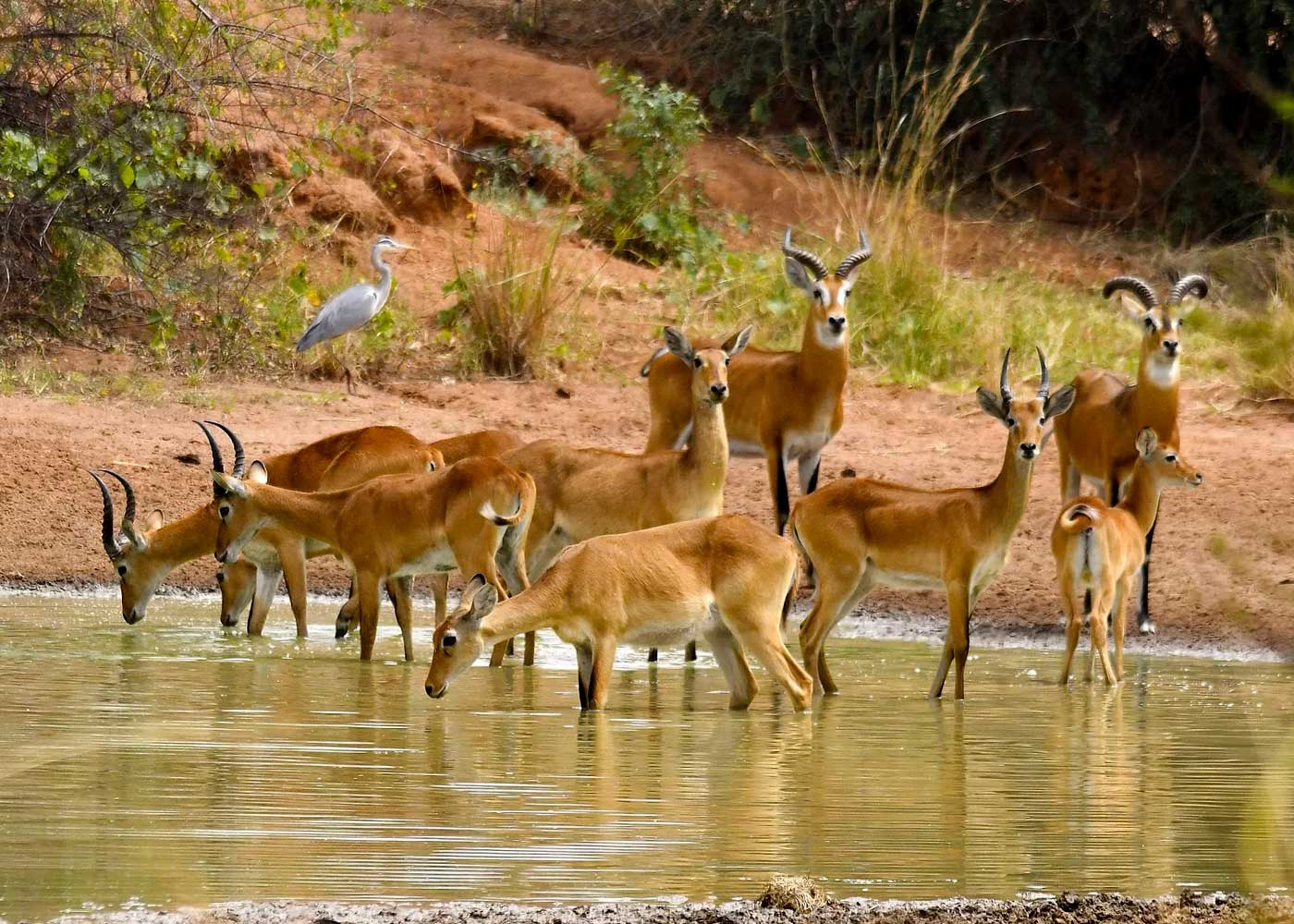 discover-the-vibrant-kabwooya-wildlife-reserve