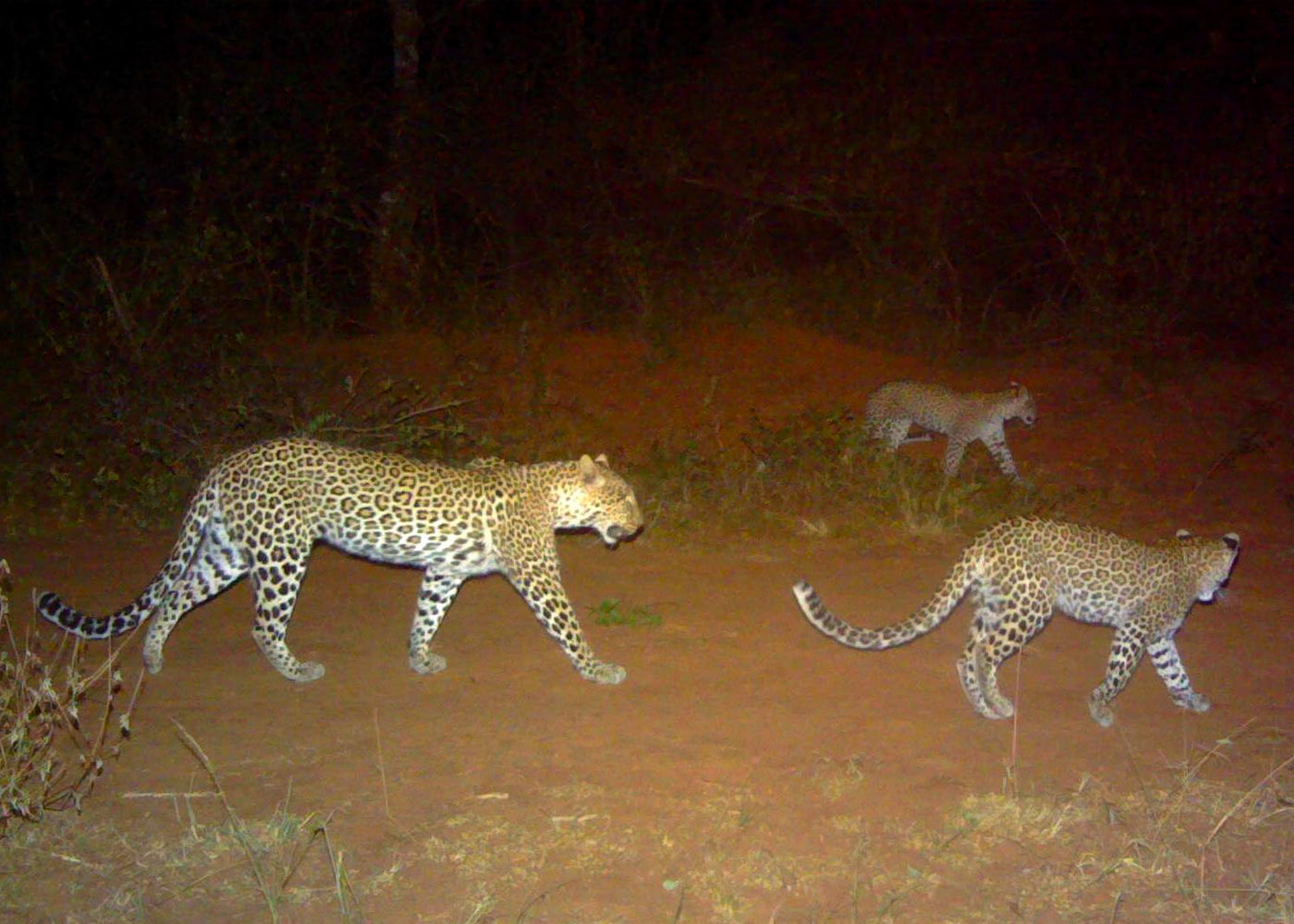 the-night-game-safari-in-rwandas-akagera-national-park