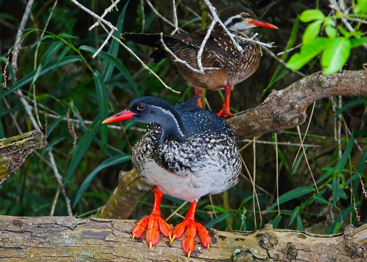 top-birdwatching-places-in-uganda