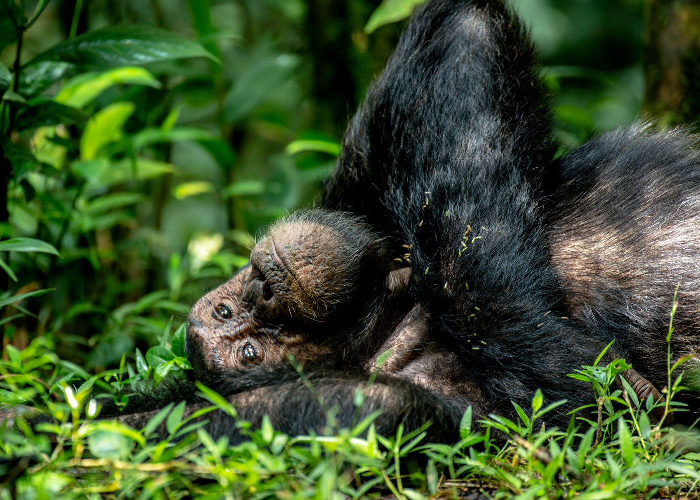 uncover-the-secrets-of-kibale-forest-national-park