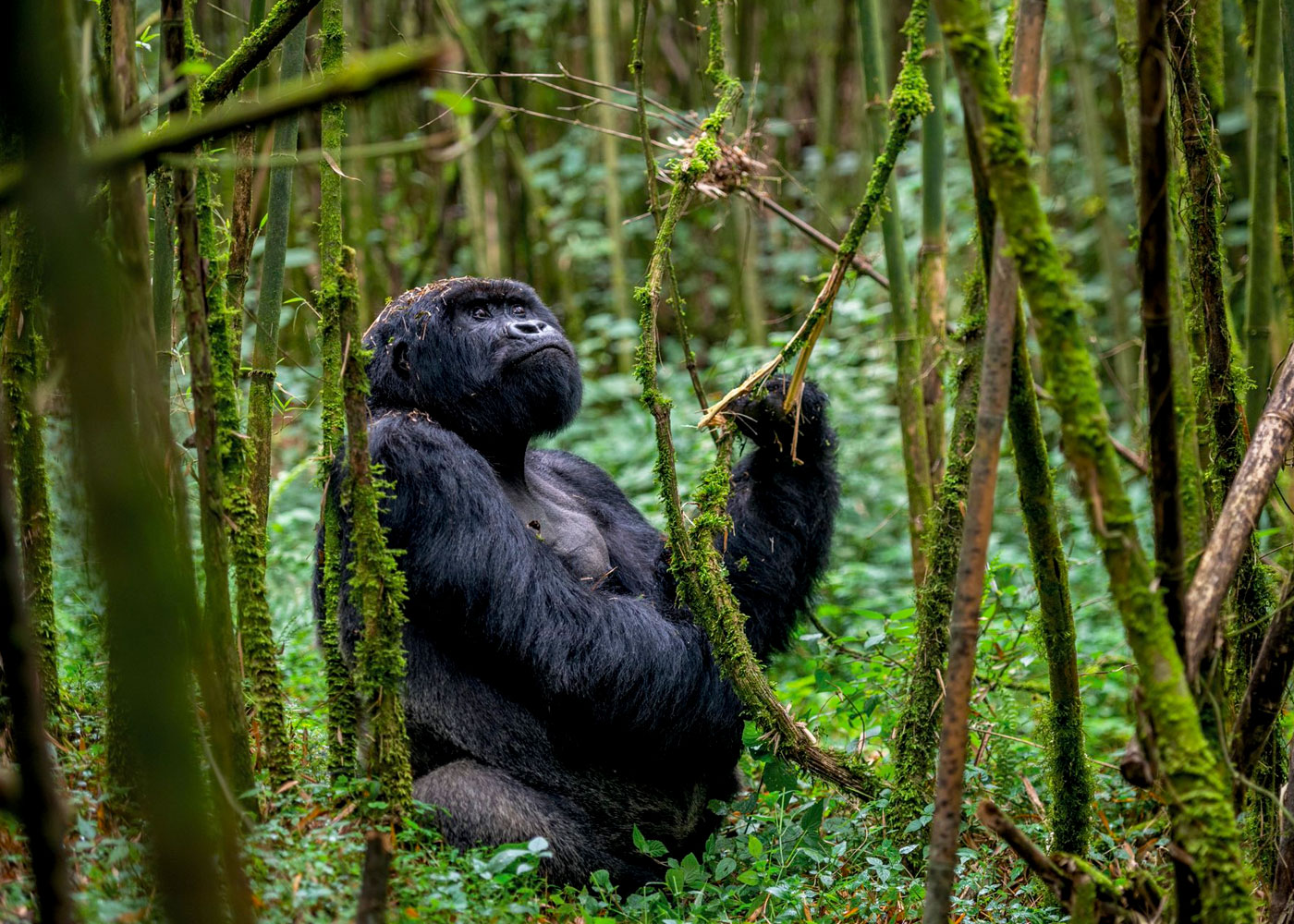 what-to-expect-from-gorilla-trekking-safari-in-rwanda